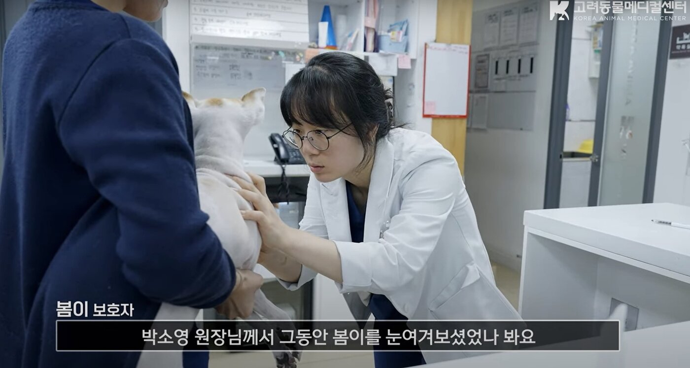 본문 이미지 - 고려동물메디컬센터는 최근 난치성 질환인 단백 소실성 장병증으로 치료 중인 반려견들의 케이스를 소개하는 유튜브 영상을 공개했다. (동물병원 제공) ⓒ 뉴스1
