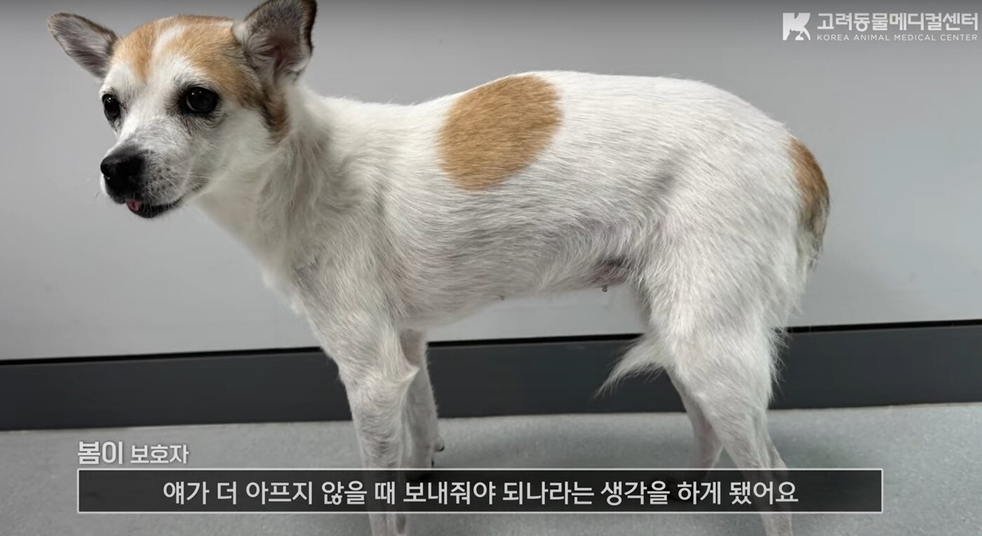 본문 이미지 - PLE를 진단받고 치료 중인 봄이(동물병원 제공) ⓒ 뉴스1