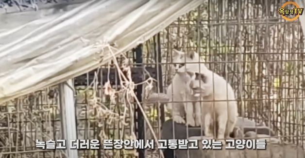 "잘 키워주겠지"…'묻지마' 입양 보낸 고양이, 번식용으로 이용돼