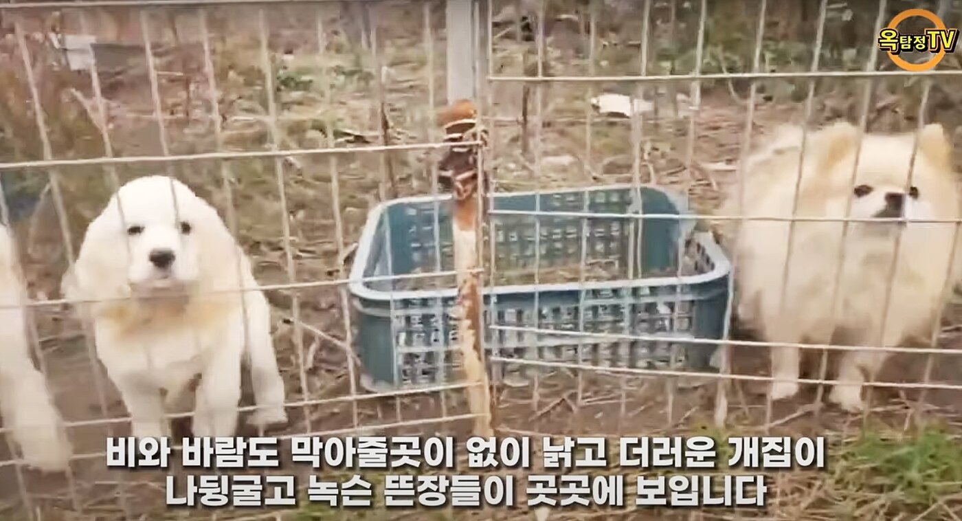 본문 이미지 - 비바람을 제대로 피할 수 없는 허름한 비닐하우스에 갇혀있던 강아지들. 누군가 잘 키워달라며 파양한 강아지들이다. (유튜브 고양이탐정 옥탐정TV 갈무리)ⓒ 뉴스1
