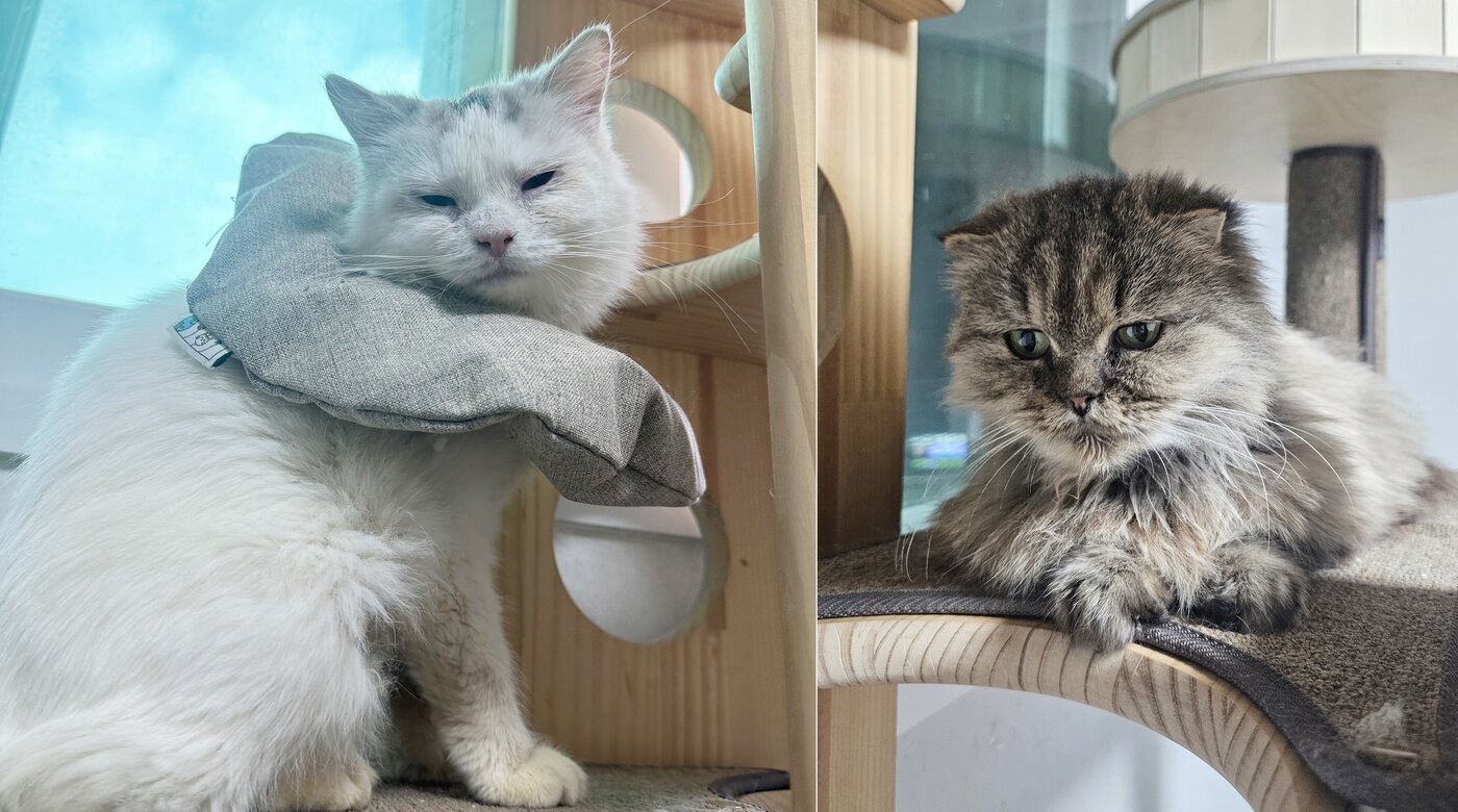 본문 이미지 - 인천 불법 번식장에서 구조된 후 나비야사랑해에서 보호 중인 고양이들 (나비야사랑해 제공)ⓒ 뉴스1