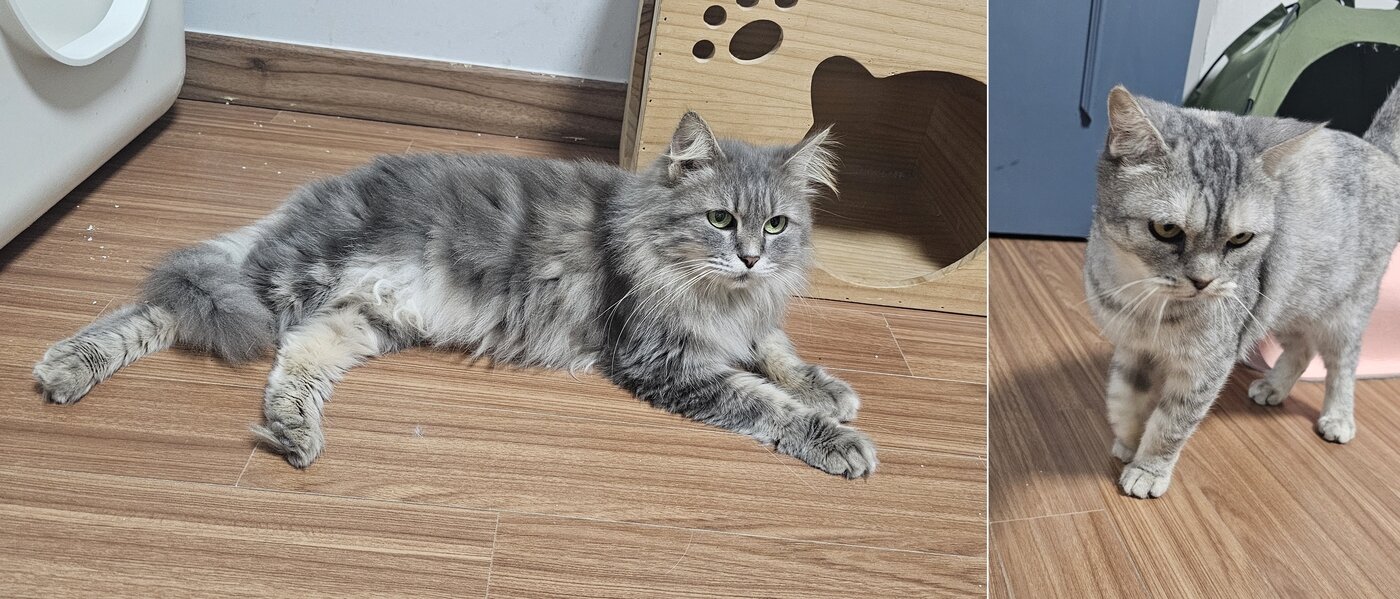 본문 이미지 - 인천 불법 번식장에서 구조된 후 나비야사랑해에서 보호 중인 고양이들 (나비야사랑해 제공)ⓒ 뉴스1