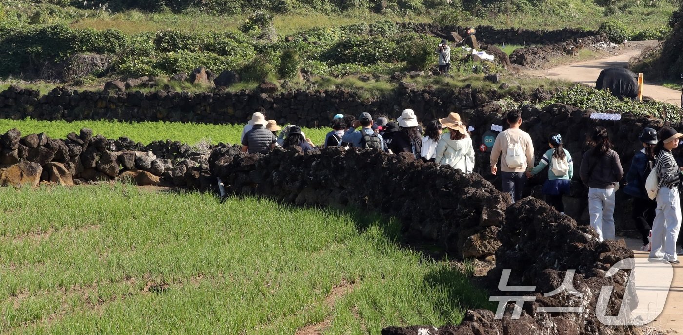 본문 이미지 - 3일 제주시 구좌읍에서 열린 제8회 밭담축제 참가자들이 밭담길을 걸으며 가을 정취를 느끼고 있다.2024.11.3/뉴스1 ⓒ News1 고동명 기자