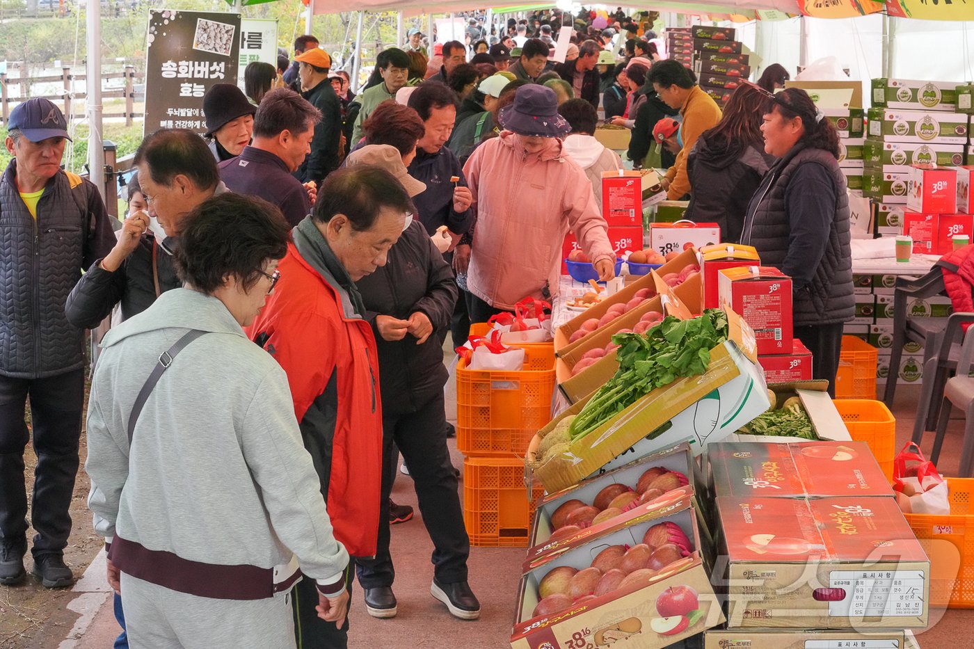 본문 이미지 - 지난 1일부터 3일까지 강원 양구 해안면 펀치볼 힐링하우스 앞 성황지 일원에서 열린 ‘2024 청춘양구 펀치볼 시래기 사과축제’가 성황리에 마무리됐다.(양구군 제공)/뉴스1