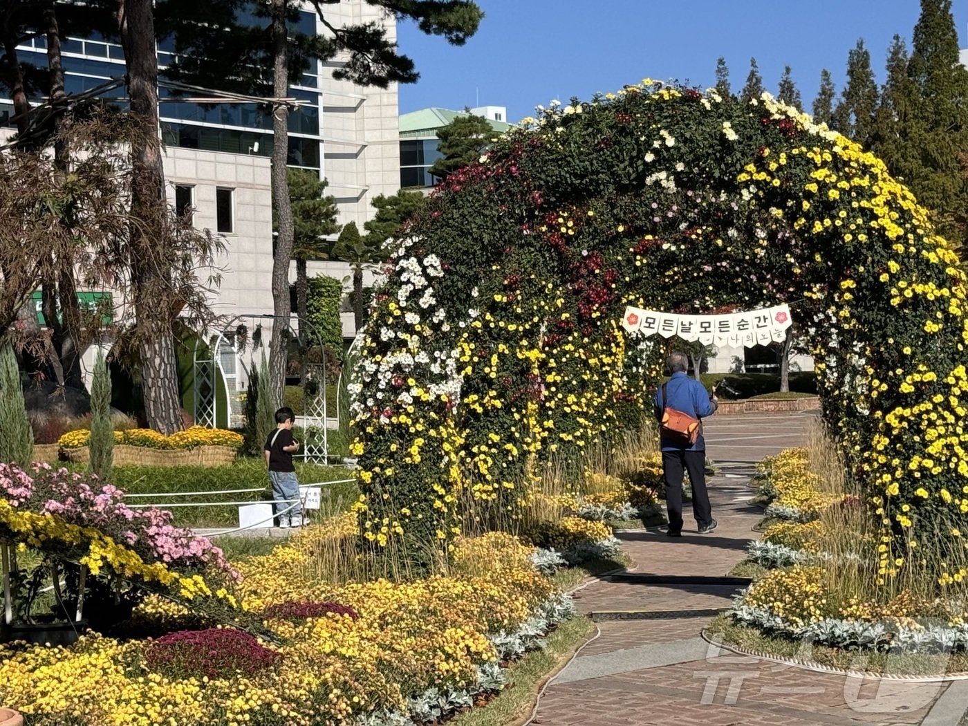 울산 북구청 광장에 가을 국화 전시회가 열러 시민들의 발길이 이어졌다.2024.11.3./뉴스1 김세은 기자