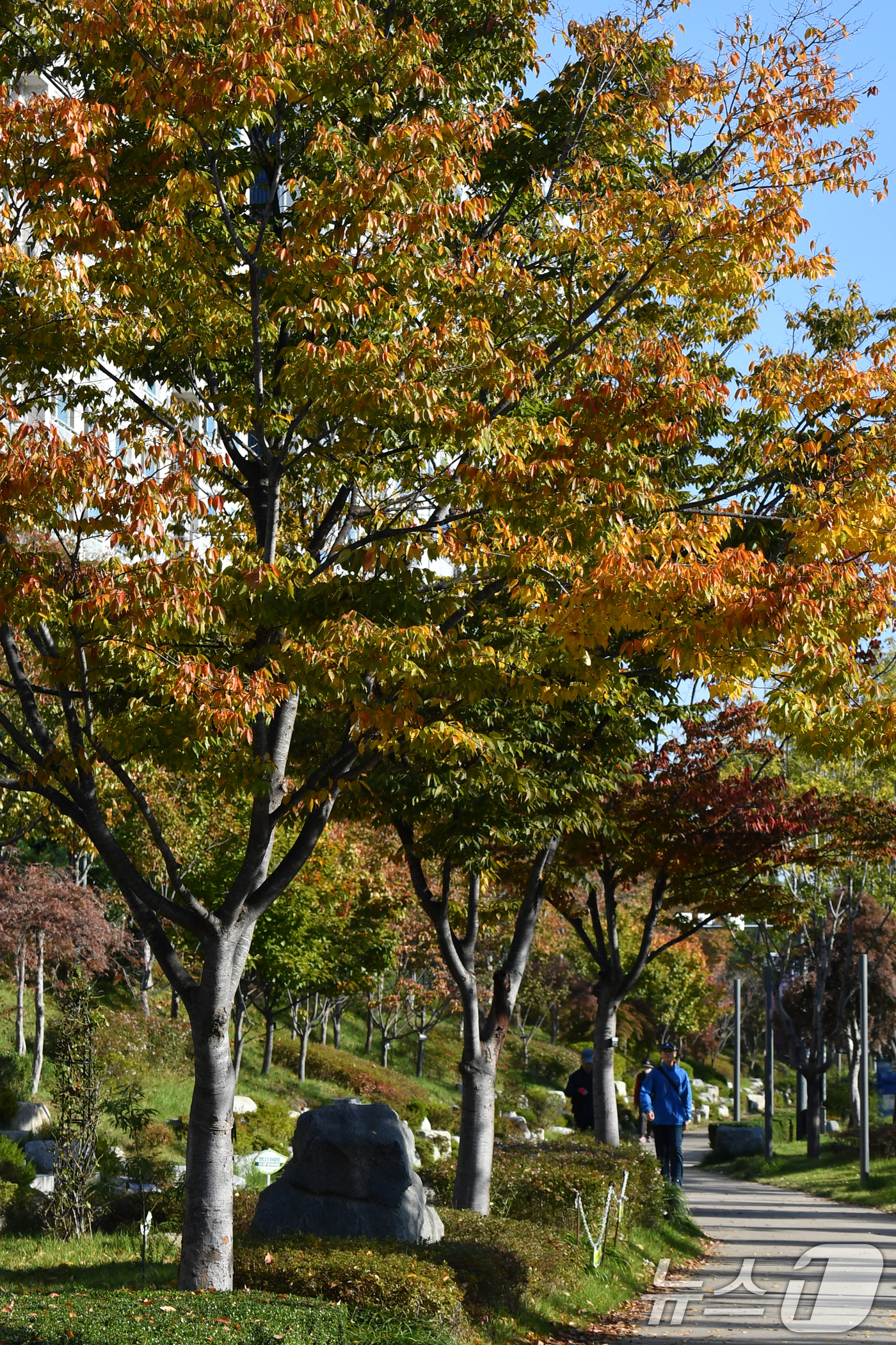 (포항=뉴스1) 최창호 기자 = 4일 오전 경북  포항시 남구 대잠동 철길 숲에서 시민들이 단풍으로 물든 가로수 아래로 걸어가고 있다. 2024.11.4/뉴스1