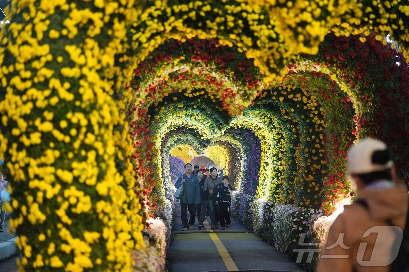 본문 이미지 - 해남미남축제 국화향연 (해남군 제공)/뉴스1 