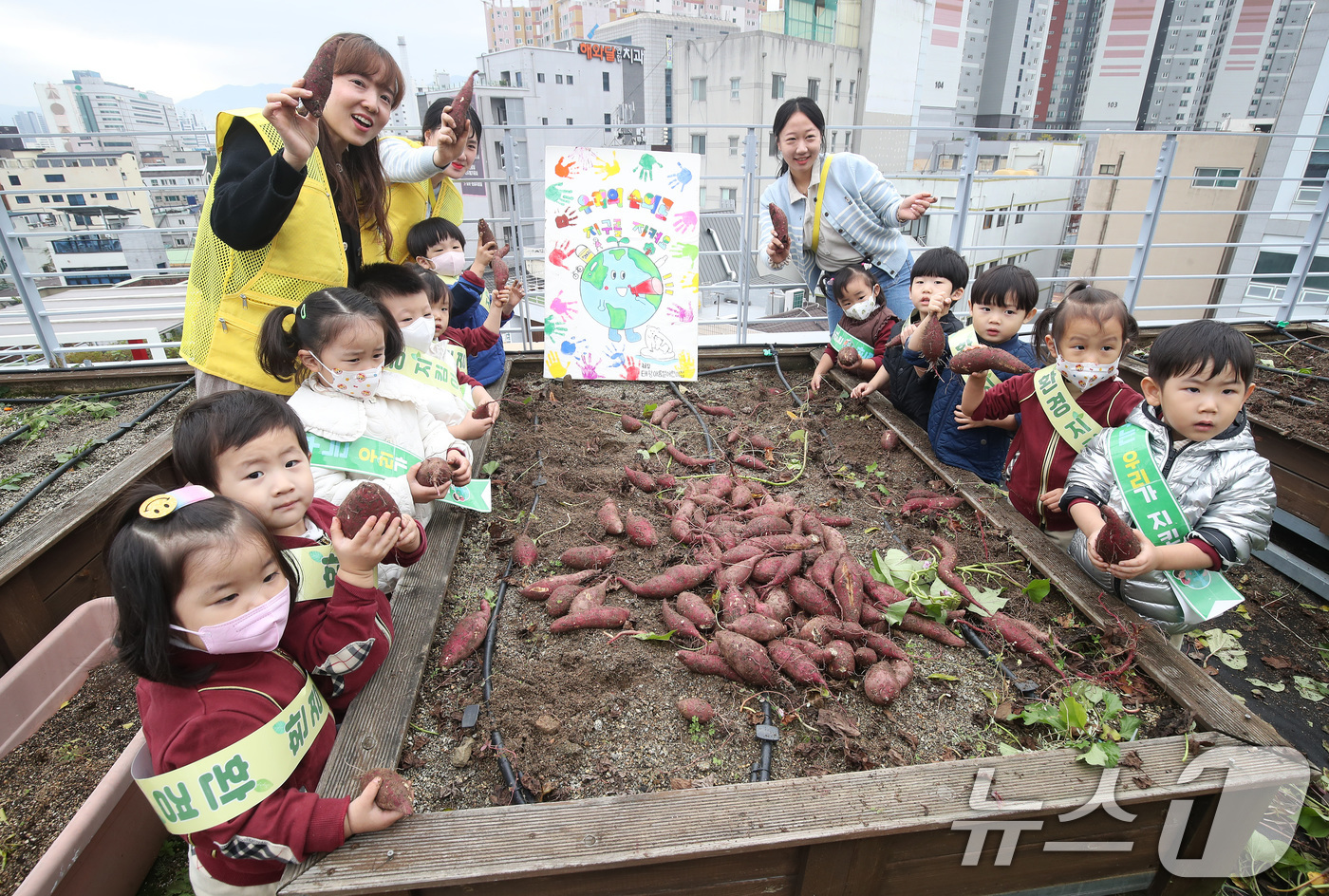 (대구=뉴스1) 공정식 기자 = 4일 오전 대구 중구 대봉1동 행정복지센터 옥상 텃밭에 마련된 생태체험학습장에서 인근 태왕아름별어린이집 원생들이 여름 동안 정성껏 가꾼 고구마를 수 …