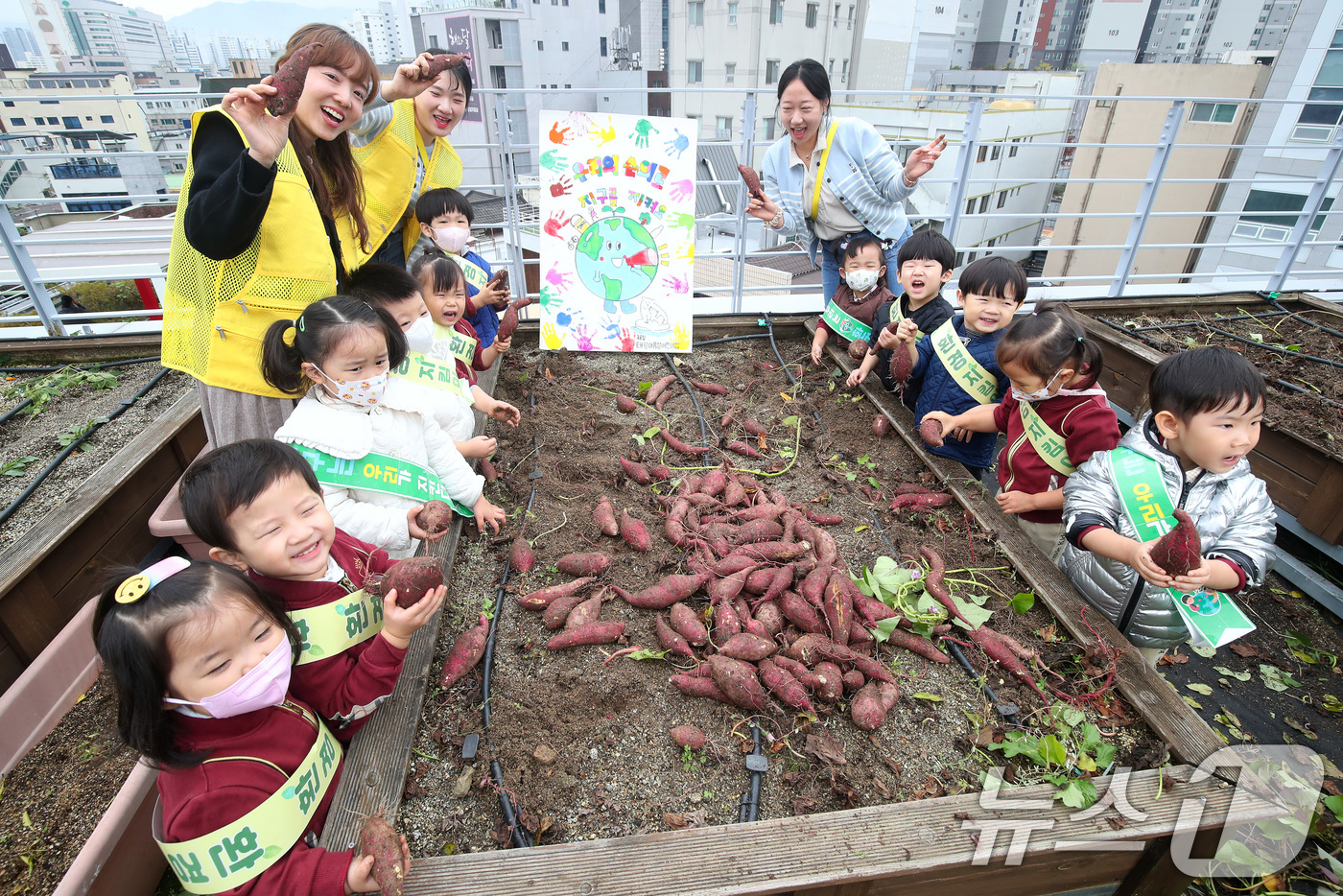 (대구=뉴스1) 공정식 기자 = 4일 오전 대구 중구 대봉1동 행정복지센터 옥상 텃밭에 마련된 생태체험학습장에서 인근 태왕아름별어린이집 원생들이 여름 동안 정성껏 가꾼 고구마를 수 …