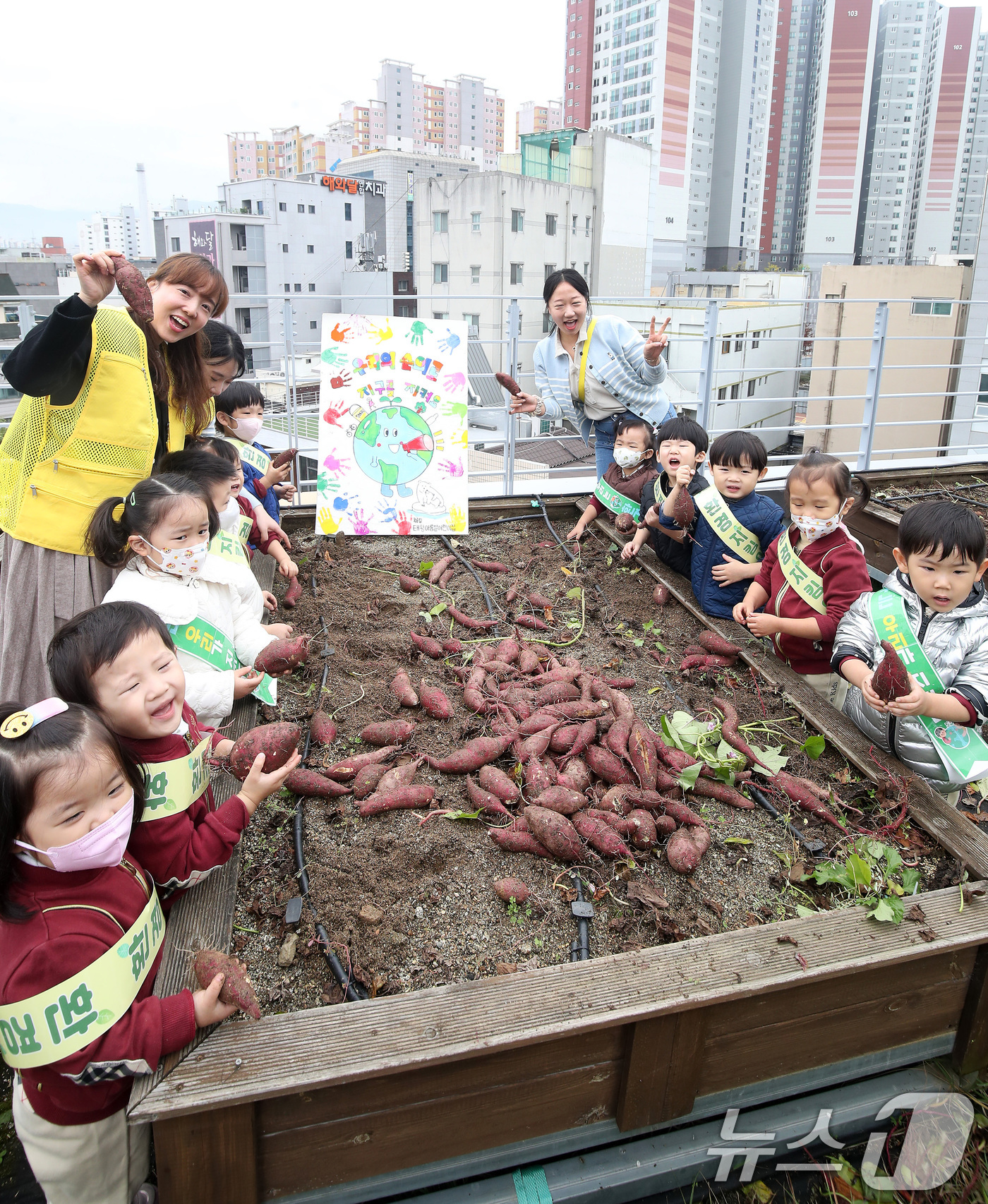 (대구=뉴스1) 공정식 기자 = 4일 오전 대구 중구 대봉1동 행정복지센터 옥상 텃밭에 마련된 생태체험학습장에서 인근 태왕아름별어린이집 원생들이 여름 동안 정성껏 가꾼 고구마를 수 …