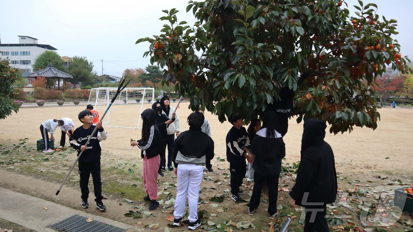 충북 영동군 추풍령면초등학교 학생들이 감따기 체험을 하고 있다. &#40;추풍령초 제공&#41; /뉴스1