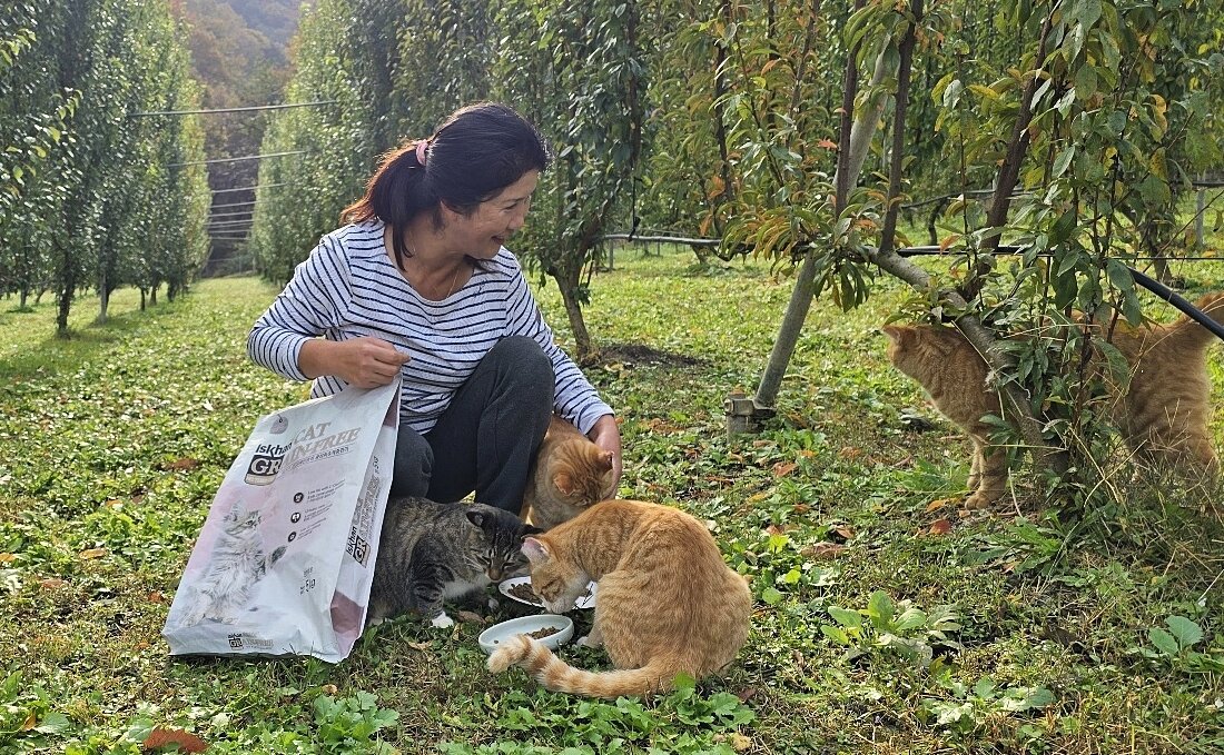 본문 이미지 - 마을 돌봄 활동가가 중성화 수술을 마친 고양이들에게 우리와가 지원한 이즈칸 사료를 주고 있다. &#40;어웨어 제공&#41; ⓒ 뉴스1