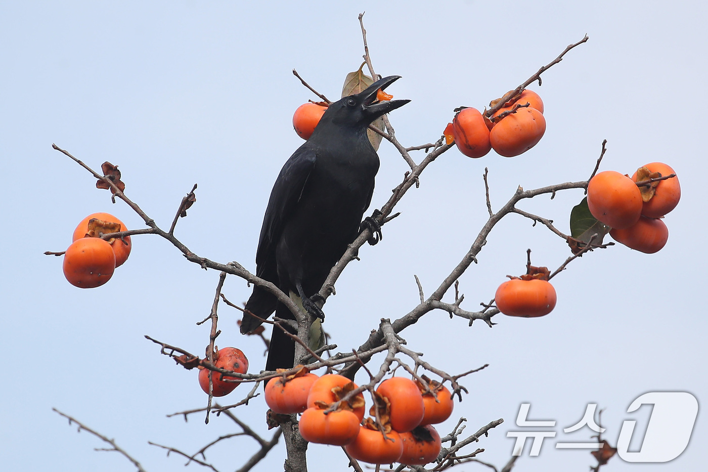 (대구=뉴스1) 공정식 기자 = 겨울이 시작된다는 절기 입동(立冬)을 사흘 앞둔 4일 대구 수성구의 한 주택 감나무에 날아든 까마귀가 집주인이 까치밥으로 남겨둔 감을 쪼아먹고 있다 …