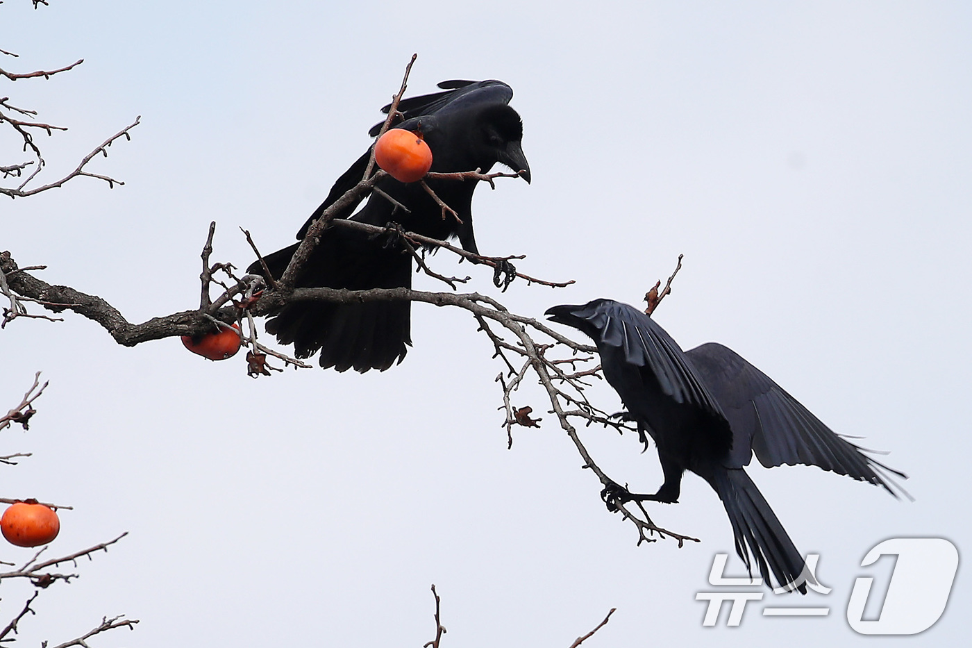 (대구=뉴스1) 공정식 기자 = 겨울이 시작된다는 절기 입동(立冬)을 사흘 앞둔 4일 대구 수성구의 한 주택 감나무에 날아든 까마귀가 까치밥을 차지하기 위해 다투고 있다. 2024 …