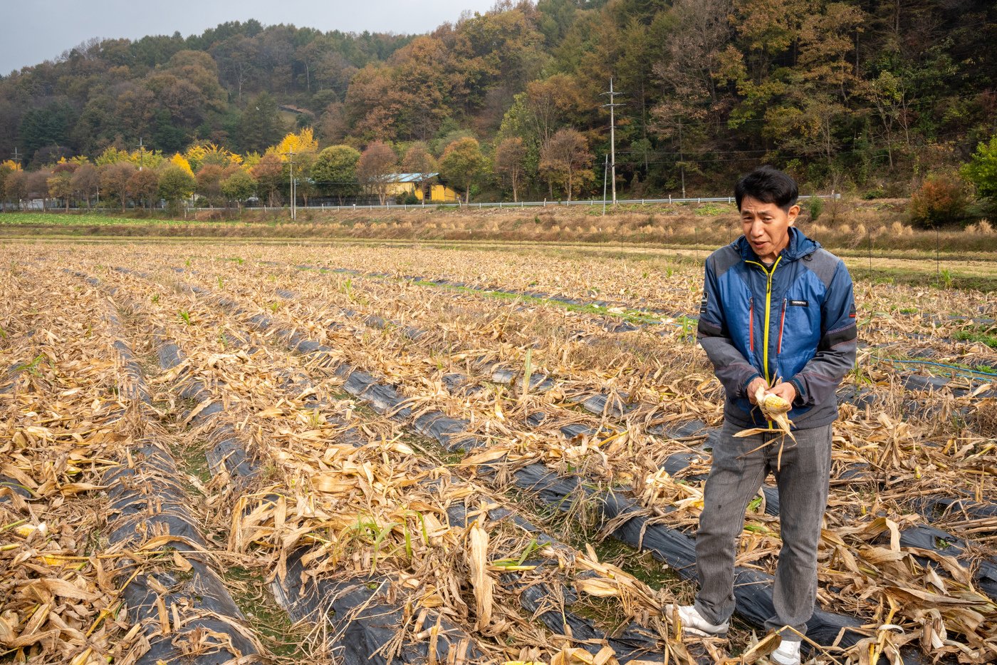본문 이미지 - 벌레를 먹어 갈아엎은 초당옥수수 밭을 보여주는 김 바이어(이마트 제공).