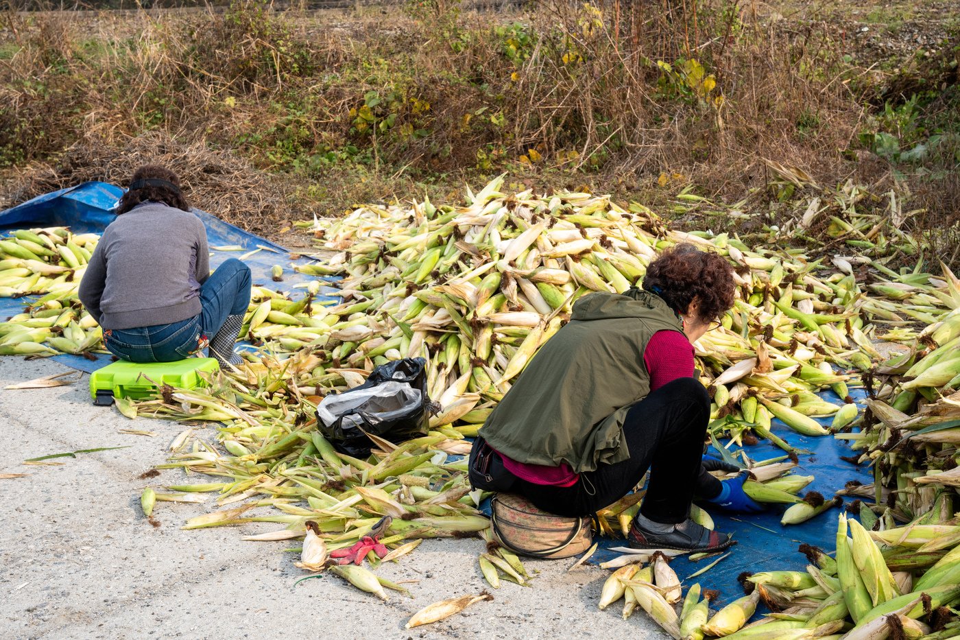 본문 이미지 - 수확한 찰옥수수를 선별하고 있다. 왼편의 정상품에 비해 가운데 쌓인 B품의 양이 더 많다(이마트 제공).