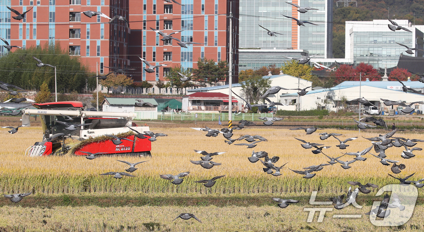 (대구=뉴스1) 공정식 기자 = 입동(立冬)을 이틀 앞둔 5일 오후 대구 북구 학정동 들녘에서 콤바인이 추수를 시작하자 주변에 있던 비둘기가 떨어진 나락을 주워 먹기 위해 떼를 지 …