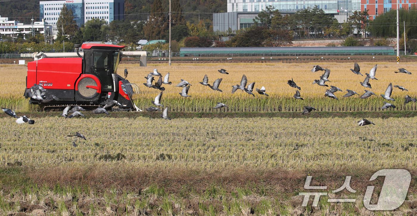 (대구=뉴스1) 공정식 기자 = 입동(立冬)을 이틀 앞둔 5일 오후 대구 북구 학정동 들녘에서 콤바인이 추수를 시작하자 주변에 있던 비둘기가 떨어진 나락을 주워 먹기 위해 떼를 지 …