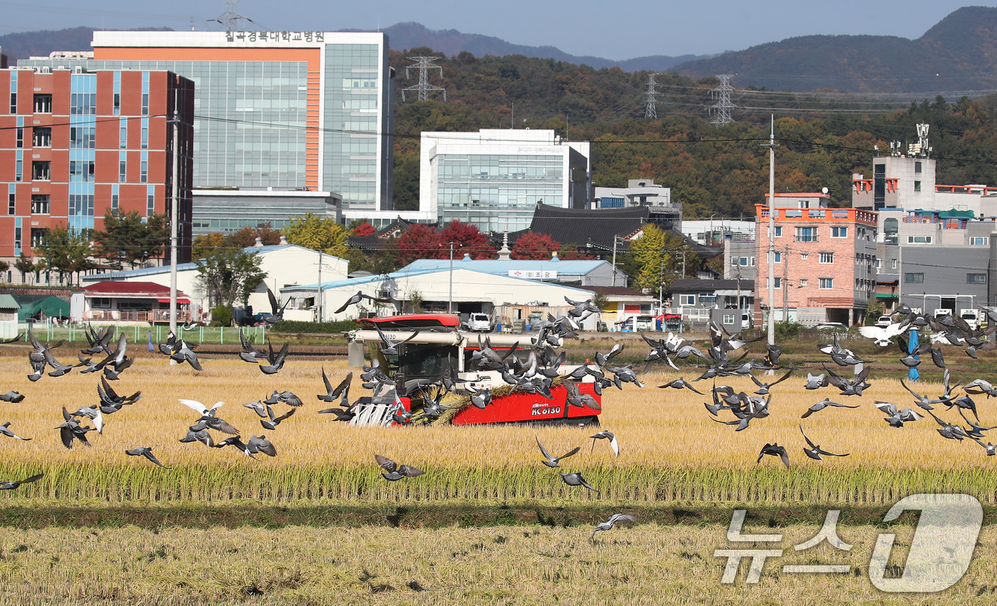 (대구=뉴스1) 공정식 기자 = 입동(立冬)을 이틀 앞둔 5일 오후 대구 북구 학정동 들녘에서 콤바인이 추수를 시작하자 주변에 있던 비둘기가 떨어진 나락을 주워 먹기 위해 떼를 지 …