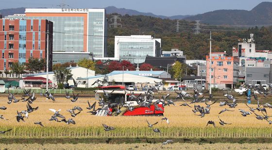 벼 베는 논에 모여든 비둘기