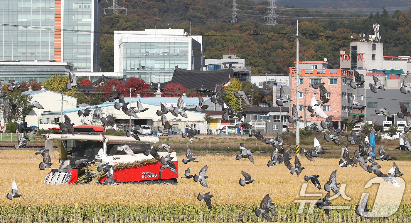 (대구=뉴스1) 공정식 기자 = 입동(立冬)을 이틀 앞둔 5일 오후 대구 북구 학정동 들녘에서 콤바인이 추수를 시작하자 주변에 있던 비둘기가 떨어진 나락을 주워 먹기 위해 떼를 지 …