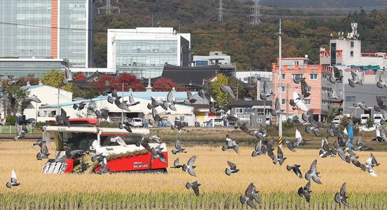 비둘기가 먼저 알아채는 풍년농사