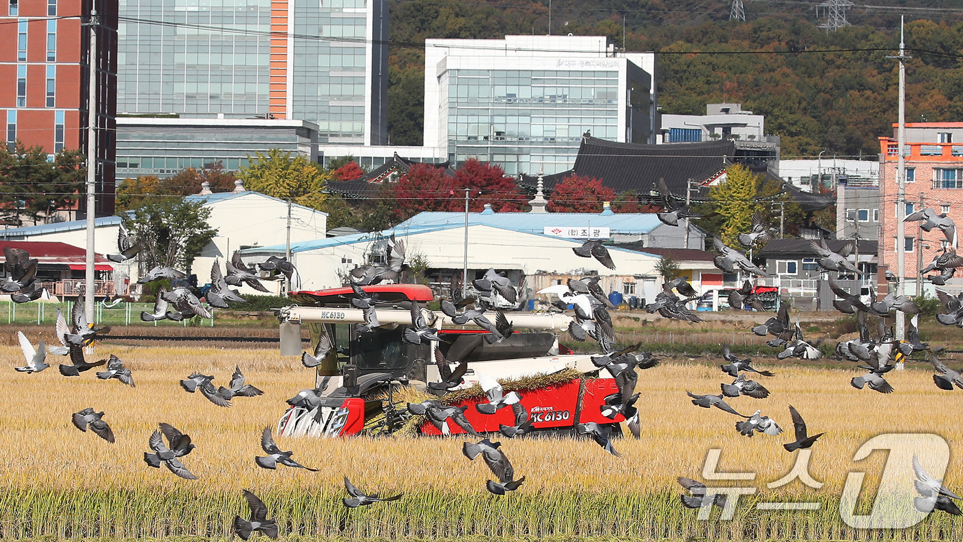 (대구=뉴스1) 공정식 기자 = 입동(立冬)을 이틀 앞둔 5일 오후 대구 북구 학정동 들녘에서 콤바인이 추수를 시작하자 주변에 있던 비둘기가 떨어진 나락을 주워 먹기 위해 떼를 지 …