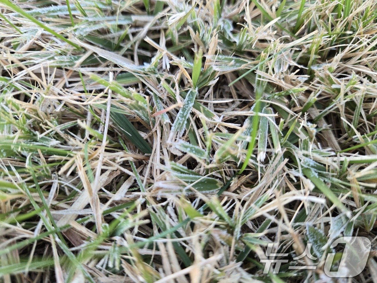 본문 이미지 - 절기상 '겨울이 시작한다'는 입동을 하루 앞둔 6일 서울 송월동에서 첫서리가 관측됐다. 이날 서울의 첫서리는 지난해보다 2일 빠르고, 평년보다는 9일 늦었다. (기상청 제공) 2024.11.6/뉴스1