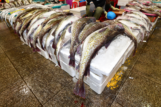 두통엔 생선 쓸개가 보약?…생으로 먹었다간 '이곳' 망가져 치명적