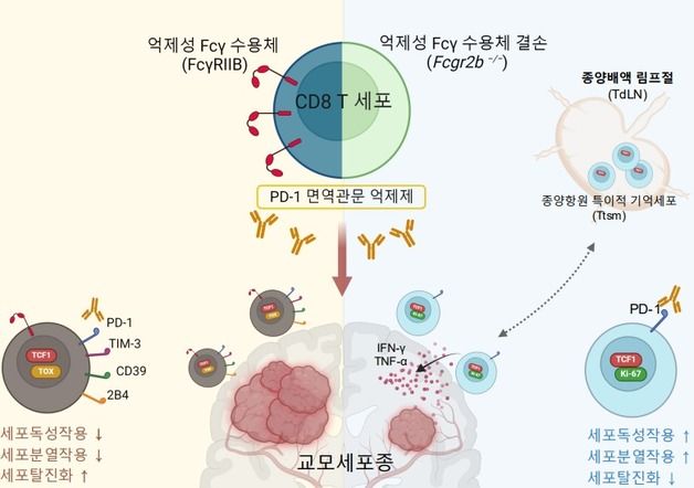 KAIST·화학연, 난치성 뇌종양 치료 새로운 가능성 열어