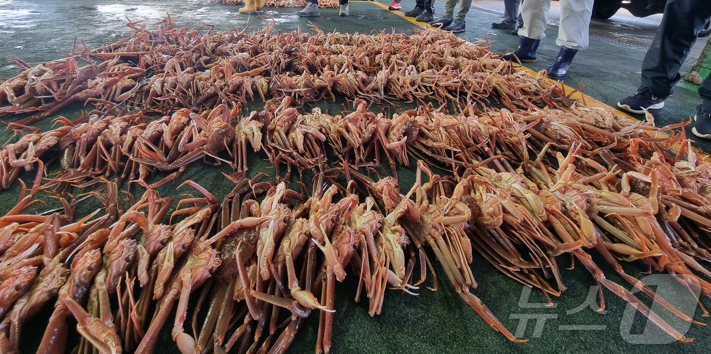 지난 3일 경북 포항시 남구 구룡포 수협에서 대게 위판이 시작되고 있다. 2024.11.6/뉴스1 최창호 기자 