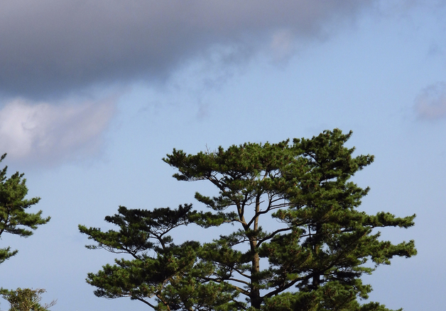 제주서 달려드는 말 피하려다 넘어진 관광객 경상