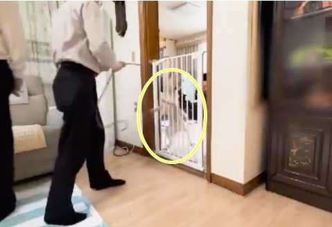 본문 이미지 - 댕쪽이상담소에 올라온 반려견 훈련 모습. 반려견이 목줄에 매달려 있다. (국회전자청원 갈무리) ⓒ 뉴스1