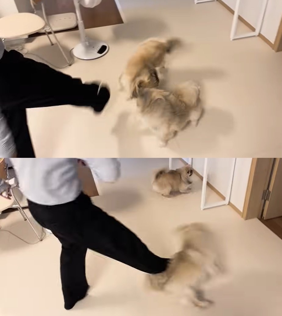 본문 이미지 - (유튜브 채널 '댕쪽이상담소' 갈무리)