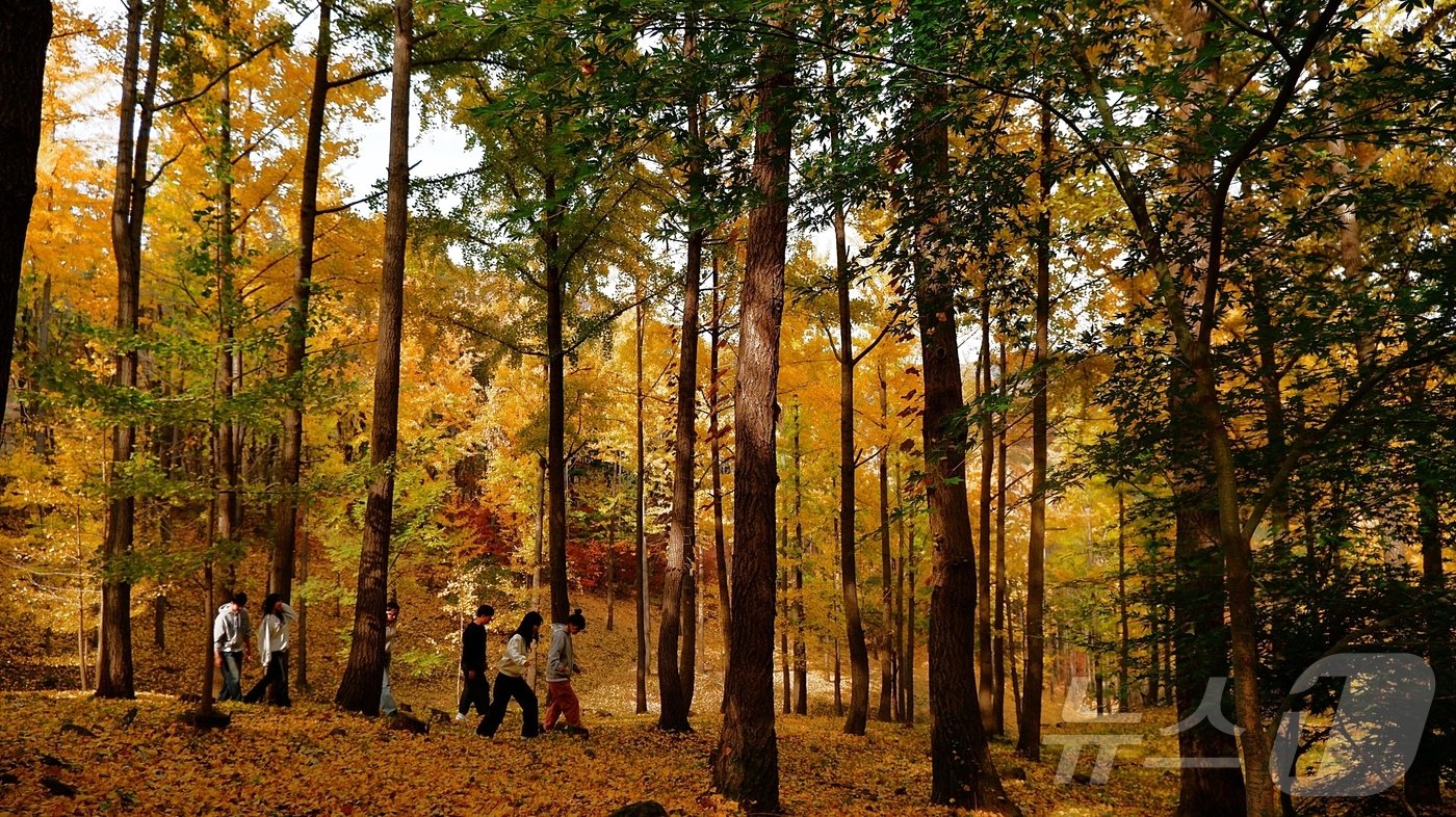본문 이미지 -  비밀의 은행나무숲을 거닐고 있는 체험객들의 모습ⓒ News1 윤슬빈 기자