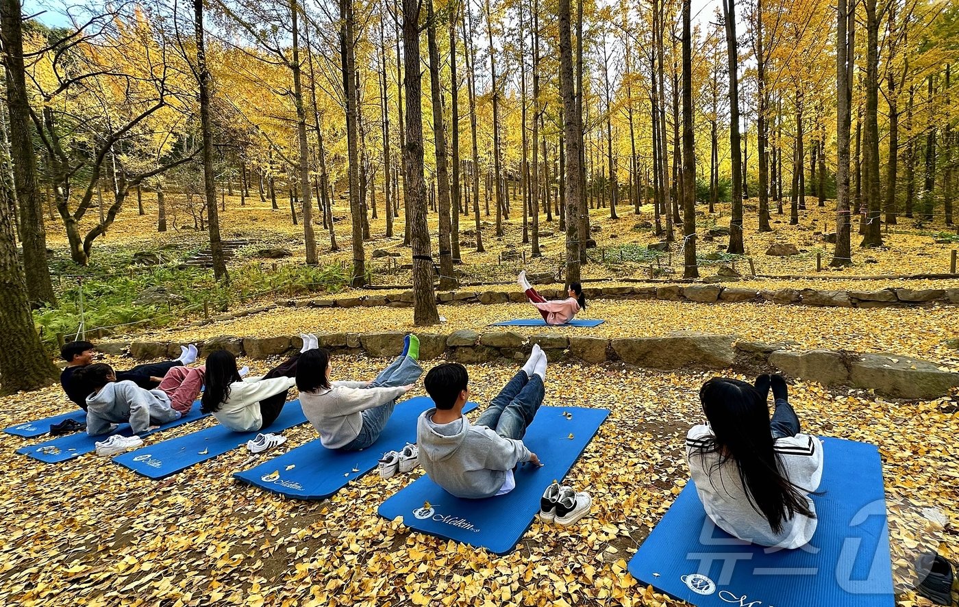  비밀의 은행나무숲을 비롯해 에버랜드 포레스트 캠프에선 요가, 명상 프로그램을 체험할 수 있다ⓒ News1 윤슬빈 기자