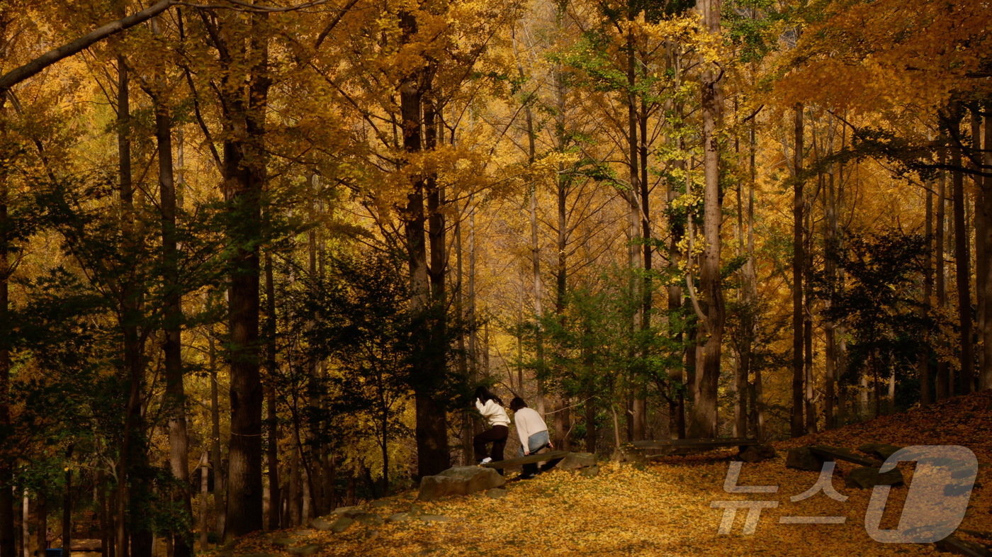 본문 이미지 -  숲 구석구석을 보는 재미가 있다ⓒ News1 윤슬빈 기자