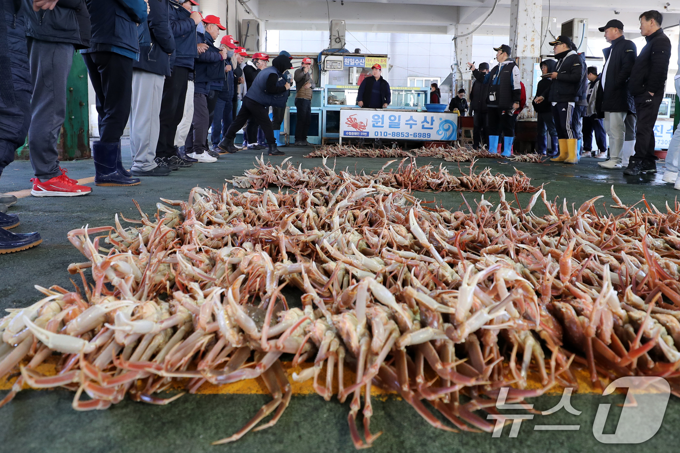 (포항=뉴스1) 최창호 기자 = 6일 경북 포항시 남구 구룡포수협 위판장에서 대게 위판이 시작되고 있다. 2024.11.6/뉴스1