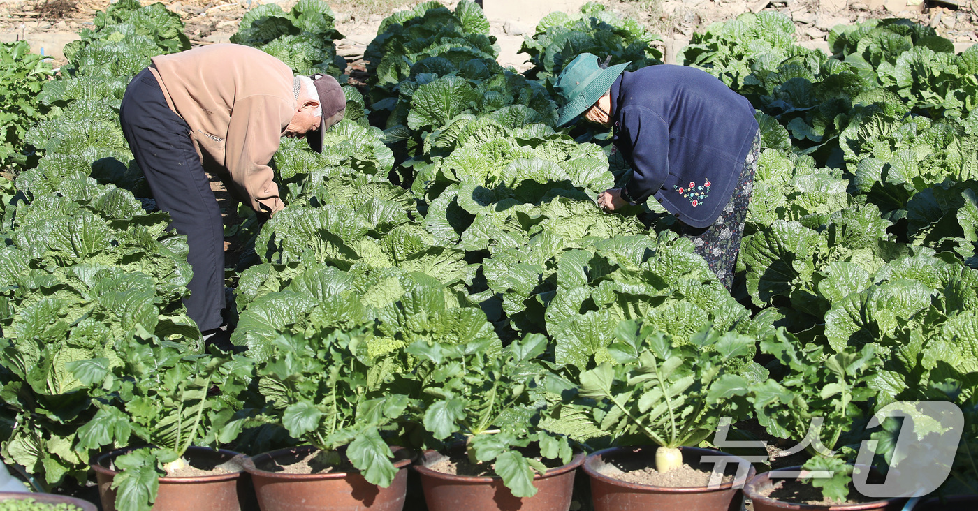 (대구=뉴스1) 공정식 기자 = 입동(立冬)을 하루 앞두고 차가운 날씨가 이어진 6일 오전 대구 수성구 한 주택가 텃밭에서 노부부가 가족 김장을 위해 직접 심어 키운 배추의 속이 …