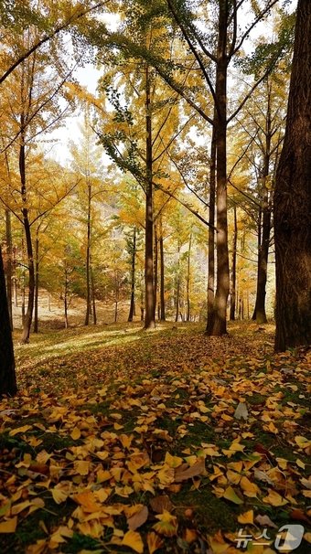 본문 이미지 -  노오란 낙엽 융단이 깔린 비밀의 은행나무숲ⓒ News1 윤슬빈 기자