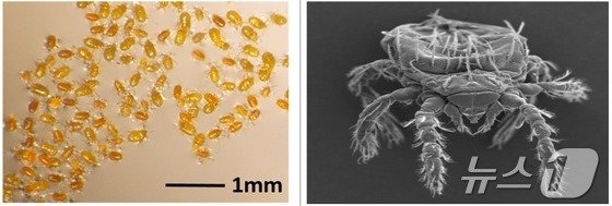 본문 이미지 - 쯔쯔가무시균 매개 주요 털진드기. 왼쪽은 털진드기 유충. 오른쪽은 털진드기 유충 전자현미경 사진. (질병청 제공)