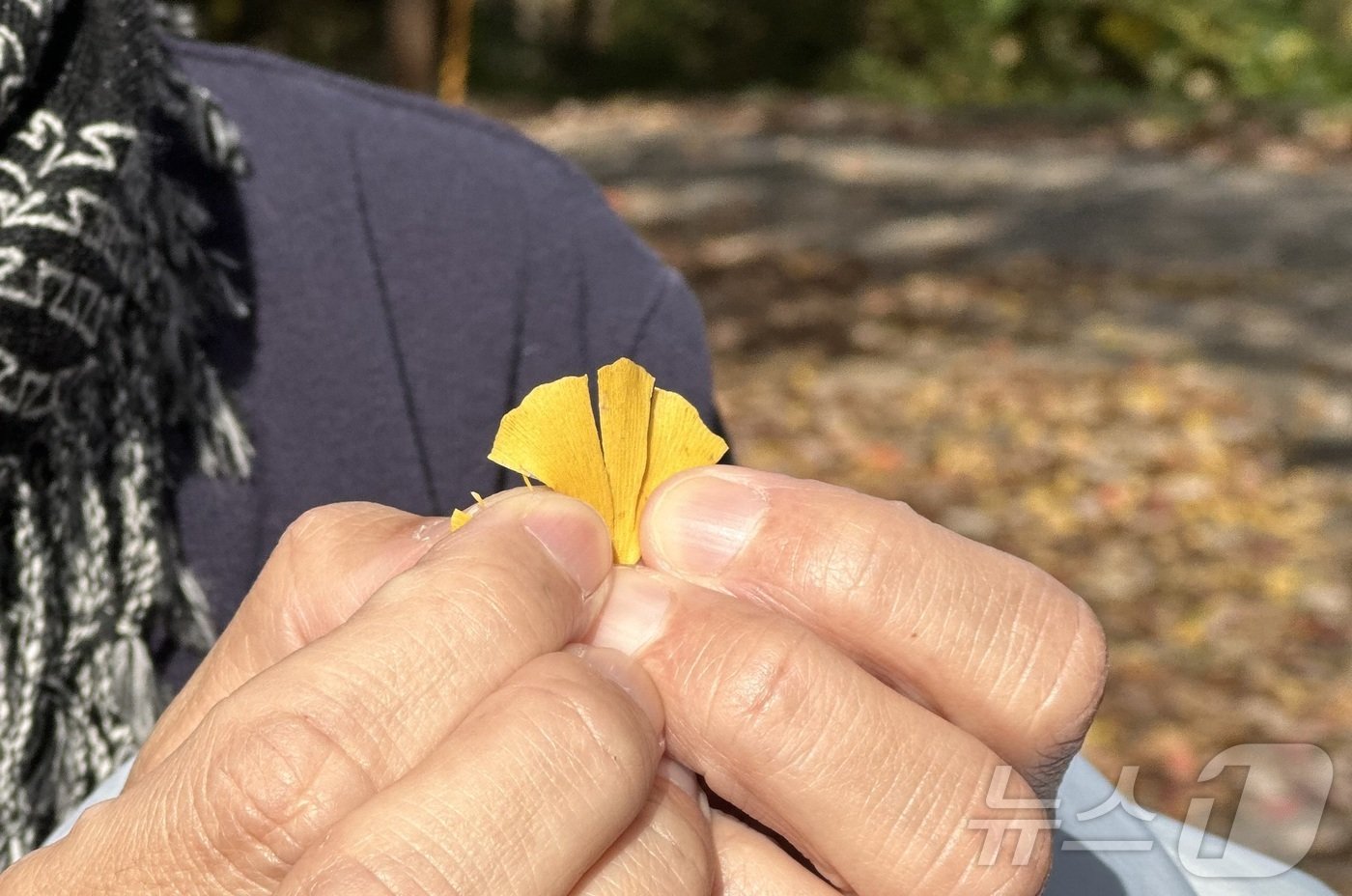 본문 이미지 -  은행나무는 칩엽수이다ⓒ News1 윤슬빈 기자