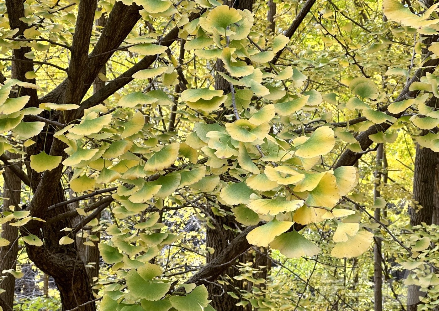 본문 이미지 - 기후변화로 알록달록한 단풍빛을 보이는 은행나무잎ⓒ News1 윤슬빈 기자