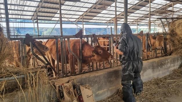 정읍시, 소 럼피스킨병 예방접종 100% 완료…1총 12만두 접종 마쳐