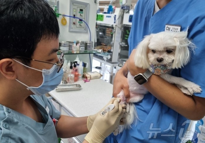 윤병국 청담우리동물병원 대표원장이 강아지에게 관절주사를 놓고 있다&#40;동물병원 제공&#41;. ⓒ 뉴스1