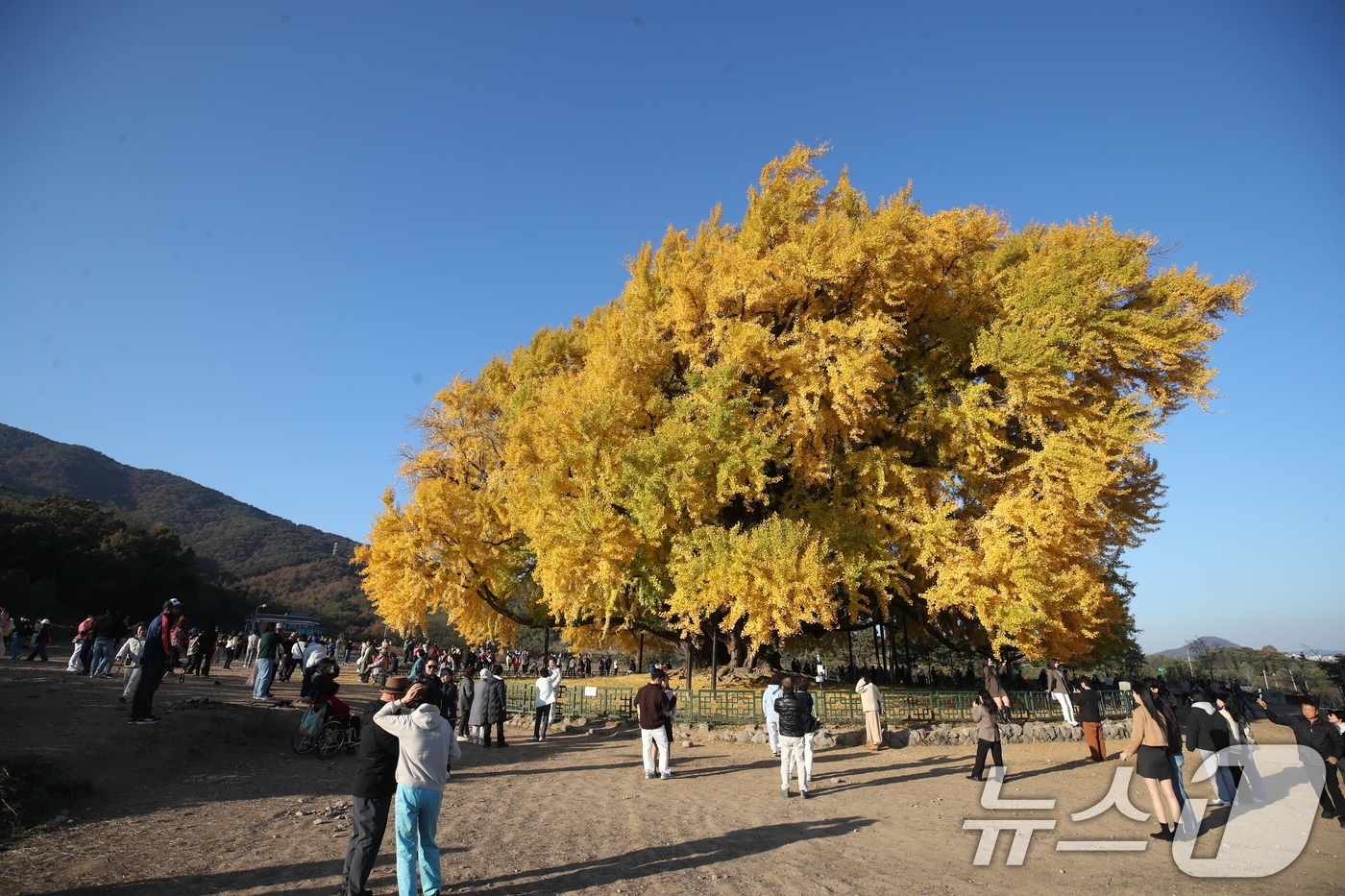 (원주=뉴스1) 이승배 기자 = 7일 오후 강원도 원주시 반계리 은행나무를 찾은 관람객들이 가을정취를 만끽하고 있다. 2024.11.7/뉴스1