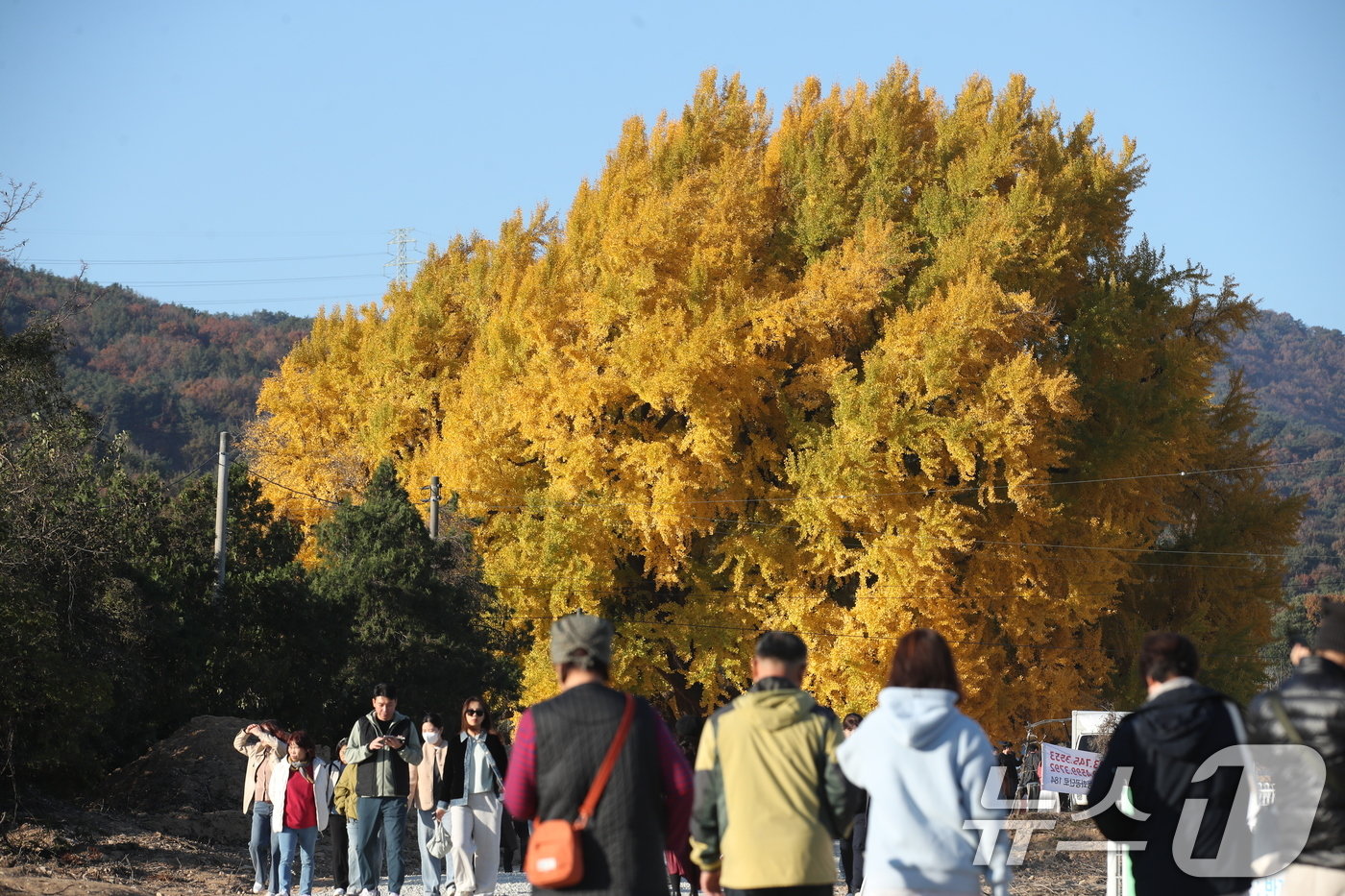 본문 이미지 - 7일 오후 강원도 원주시 반계리 은행나무를 찾은 관람객들이 가을정취를 만끽하고 있다. 2024.11.7/뉴스1 ⓒ News1 이승배 기자