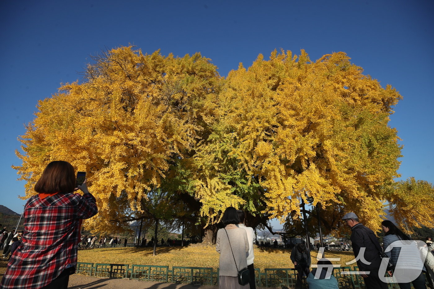 본문 이미지 - 7일 오후 강원도 원주시 반계리 은행나무를 찾은 관람객들이 가을정취를 만끽하고 있다. 2024.11.7/뉴스1 ⓒ News1 이승배 기자