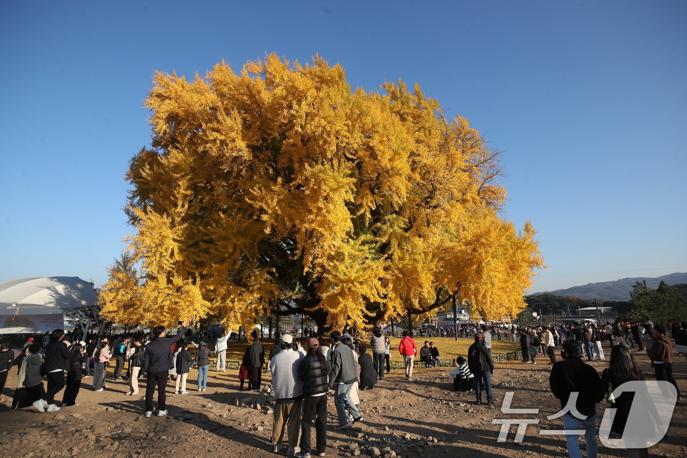본문 이미지 - 7일 오후 강원도 원주시 반계리 은행나무를 찾은 관람객들이 가을정취를 만끽하고 있다. 2024.11.7/뉴스1 ⓒ News1 이승배 기자