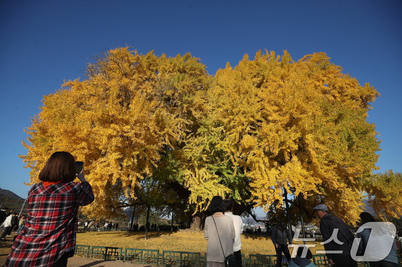 본문 이미지 - 7일 오후 강원도 원주시 반계리 은행나무를 찾은 관람객들이 가을정취를 만끽하고 있다. 2024.11.7/뉴스1 ⓒ News1 이승배 기자